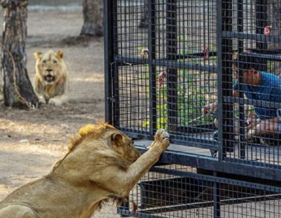 Lion Safari Tour Antalya