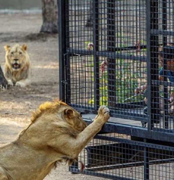 Lion Safari in Antalya