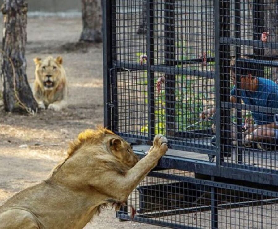 lion safari antalya